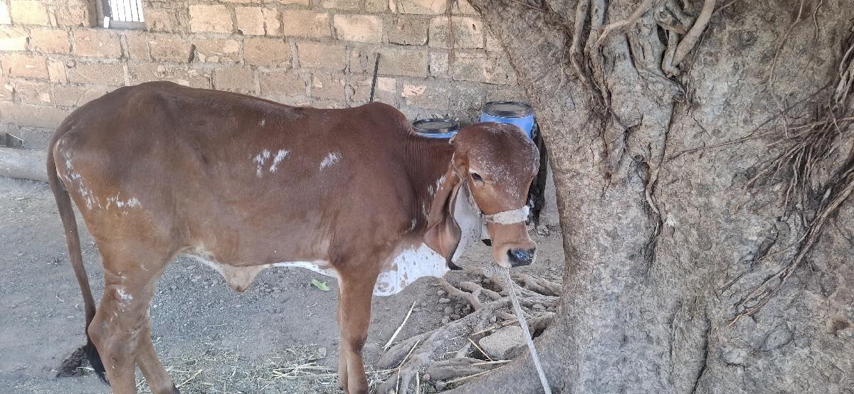 ગીર વાછડી વેચવાની છે