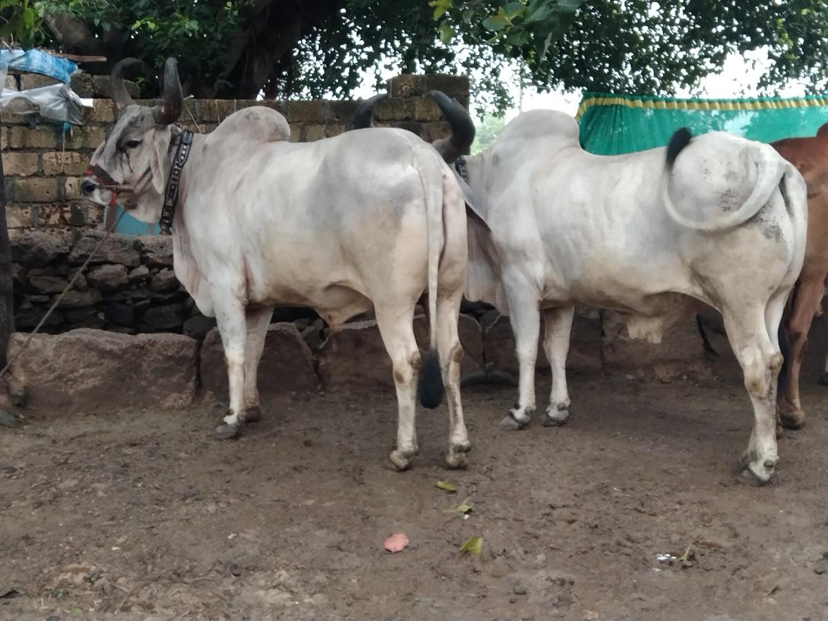 બળદ વેચવાનો છે