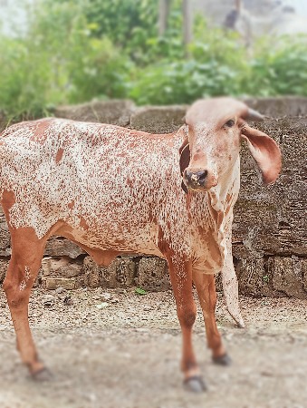 ગાય વેસવા ની છે