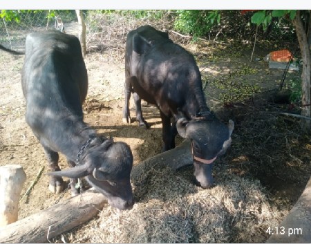 થંબનેલ 3