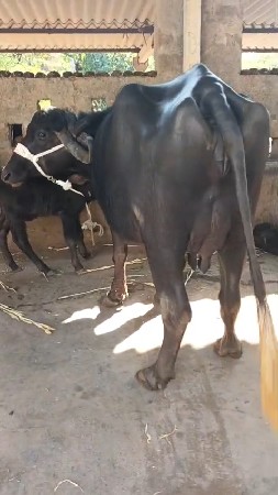 ખડેલી વેસવાની સે