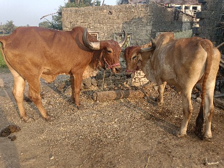 થંબનેલ 3