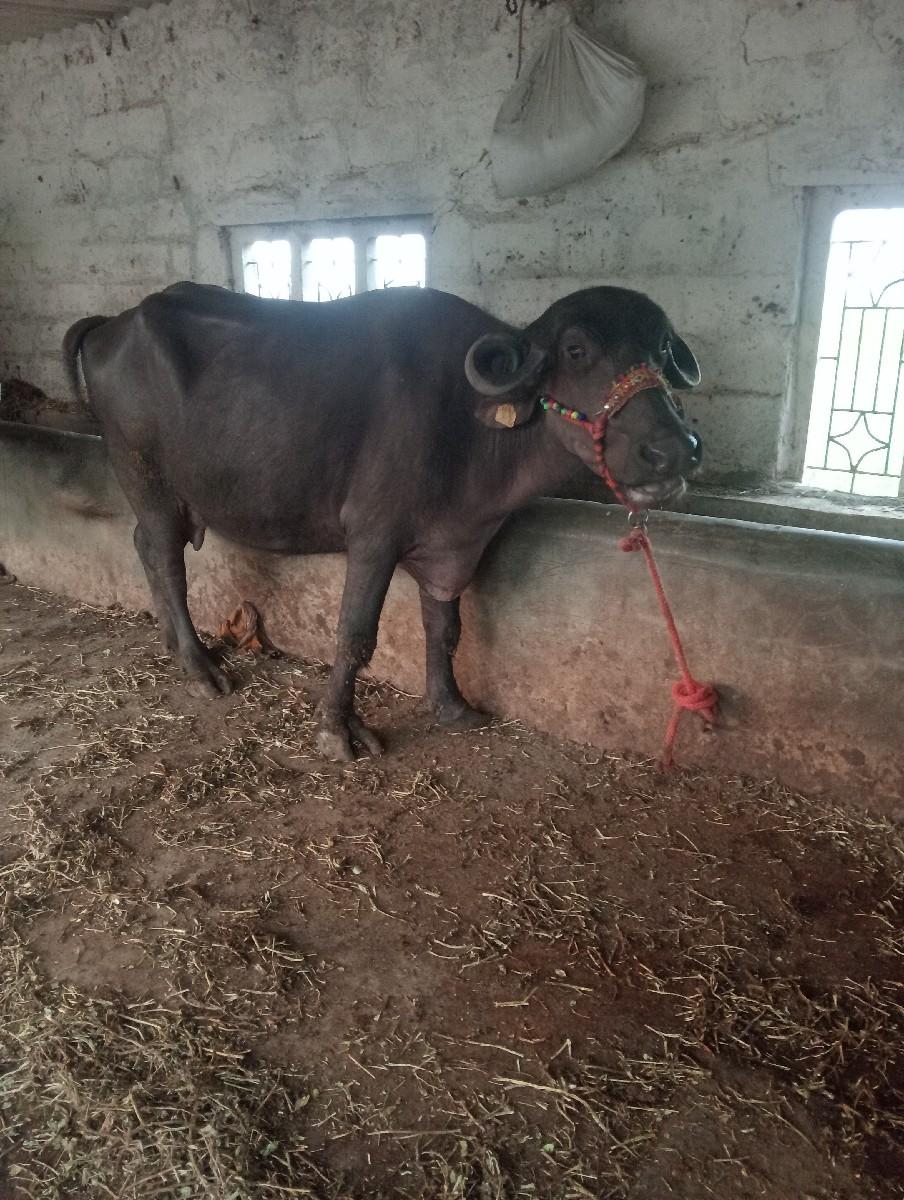 ખડેલી વેચવાની છે