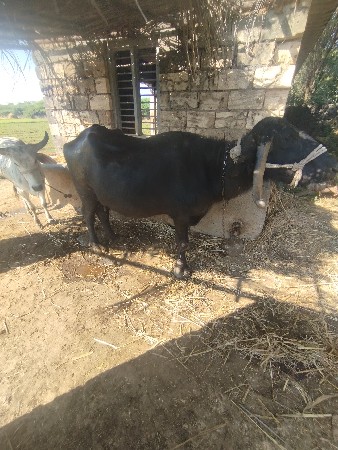 थंबनेल 3