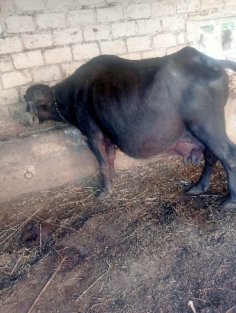 થંબનેલ 2