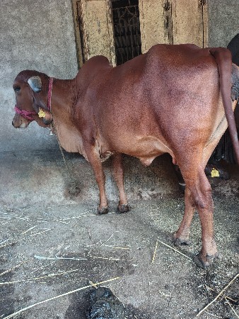 ગીર ગાય પેશવાની છે