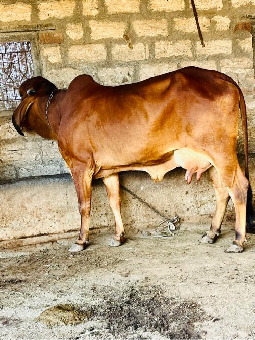 थंबनेल 3