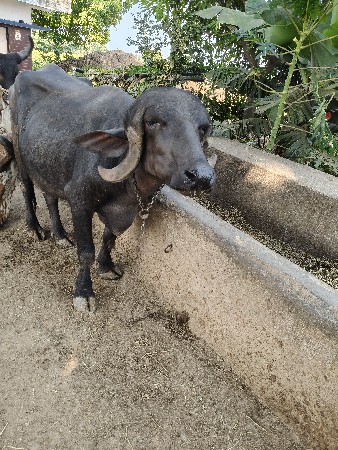 થંબનેલ 3