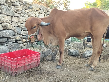 ગીર ઓડકી વેચવાની છે