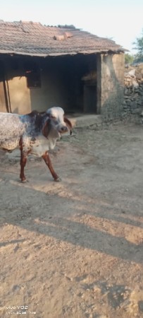 थंबनेल 2