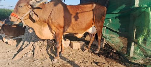 थंबनेल 2