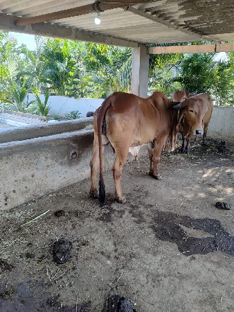 ગીર હોડકી વેચવાની છે