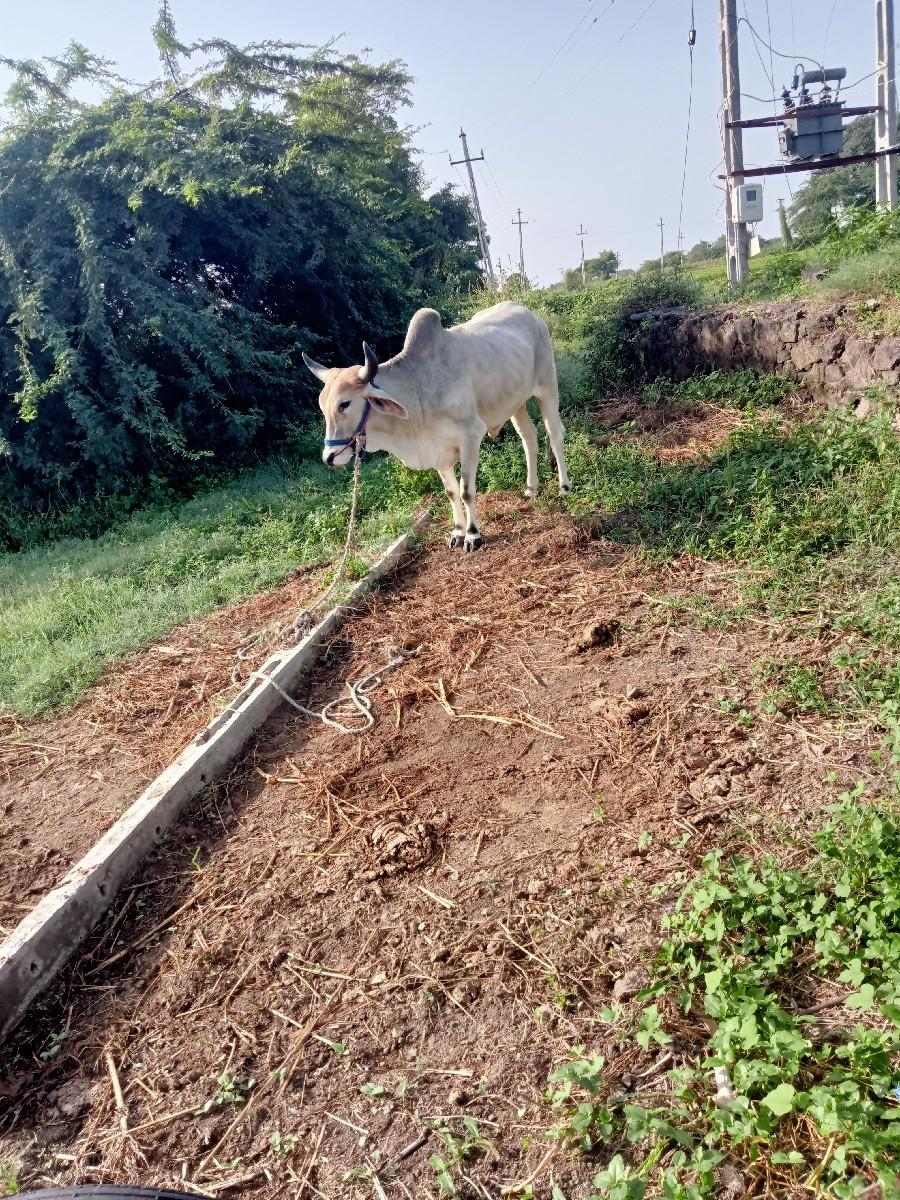 આ ગોઢલો વેચાવ છે