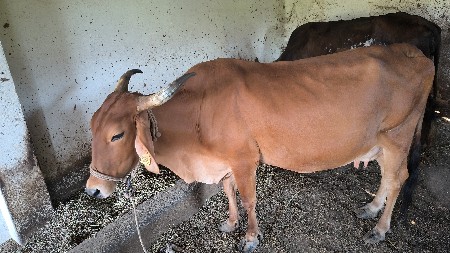 જર્સી ગાય દેવાની છે