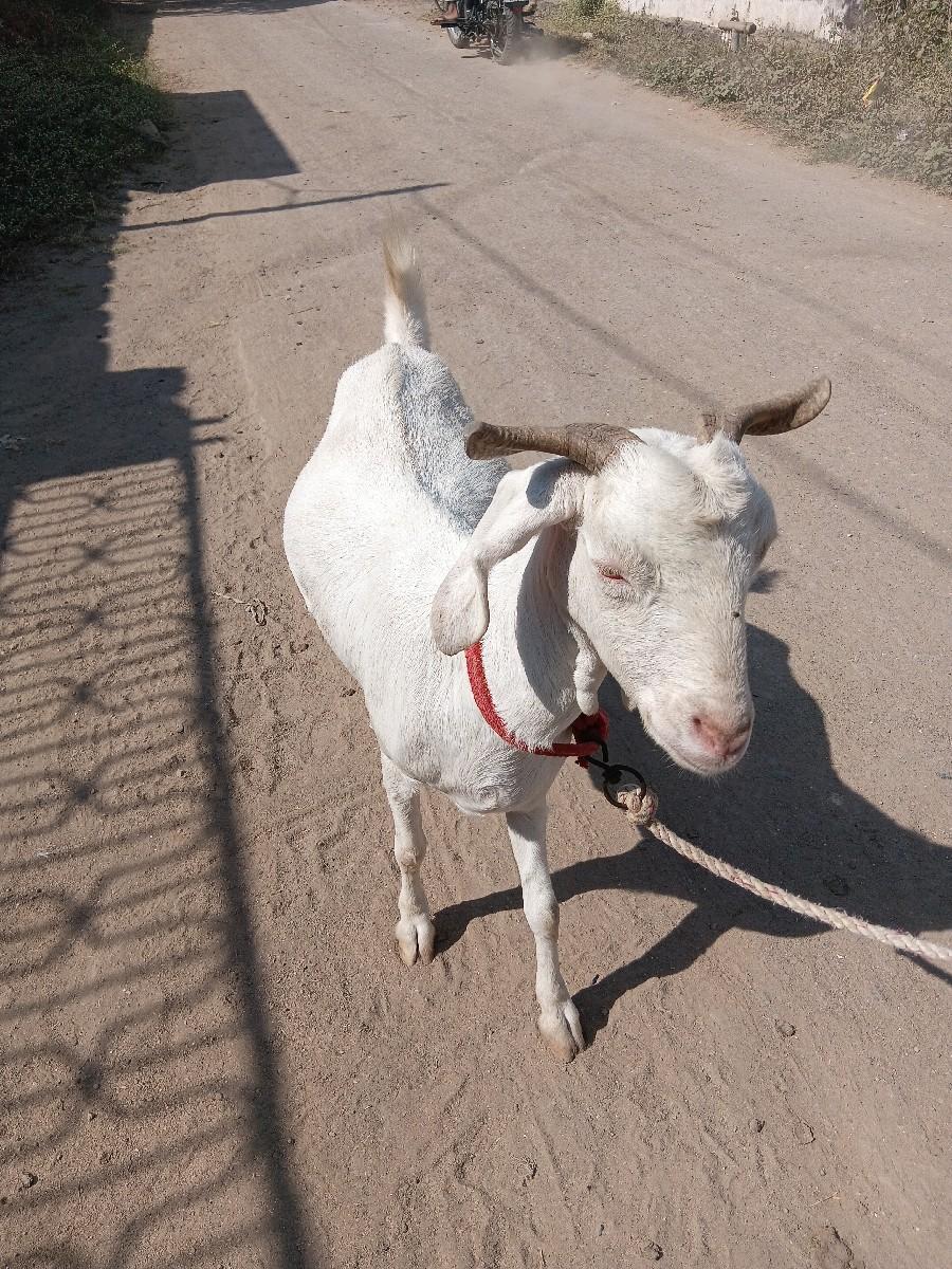 ધીરૂભાઇ