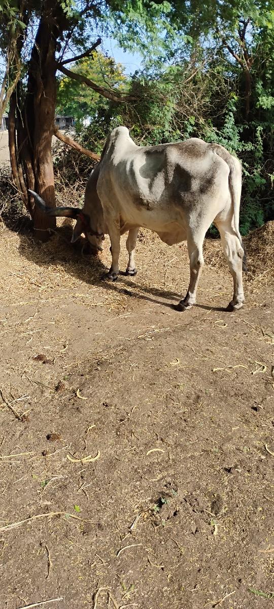 थंबनेल 3