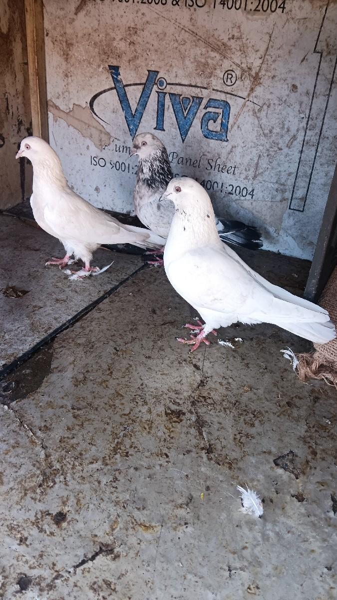 थंबनेल 2