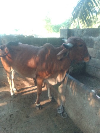 વોડકી દેવાની છે