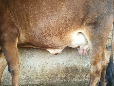 ગાય વેચવાની છે.