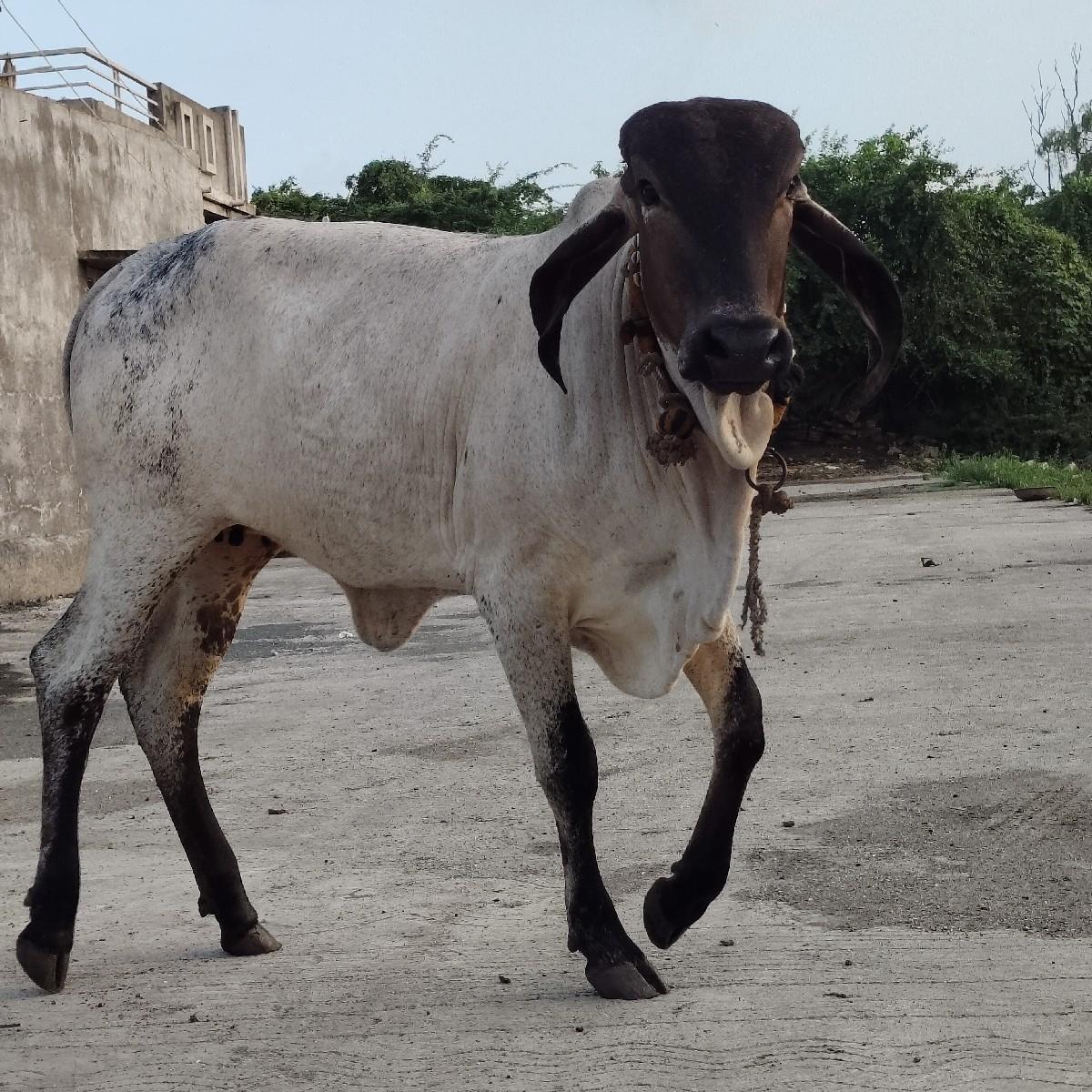 નીલડી વાછડી આપવાણી છે.