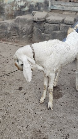 થંબનેલ 3