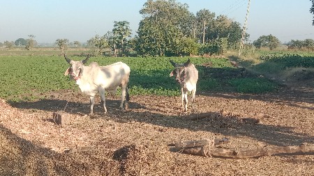 ગોઢલા વેચવાના છે