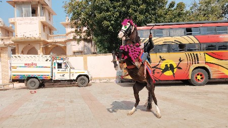 વછેરી વેચવાની છે
