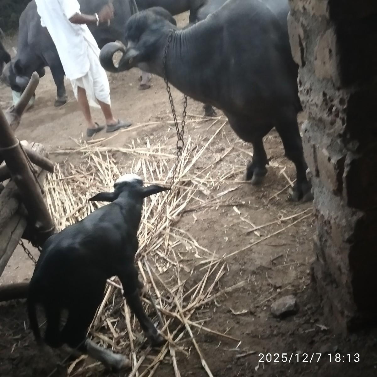 थंबनेल 2