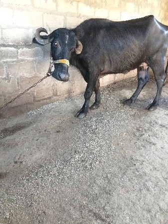 થંબનેલ 3