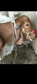 ગીર હોળકી