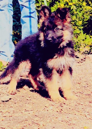 German shepherd long coat