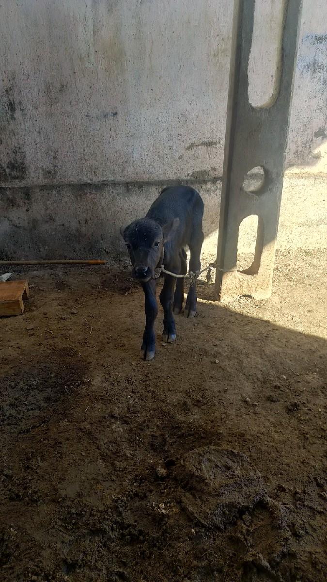 ભેસ વેચવાની ની છે