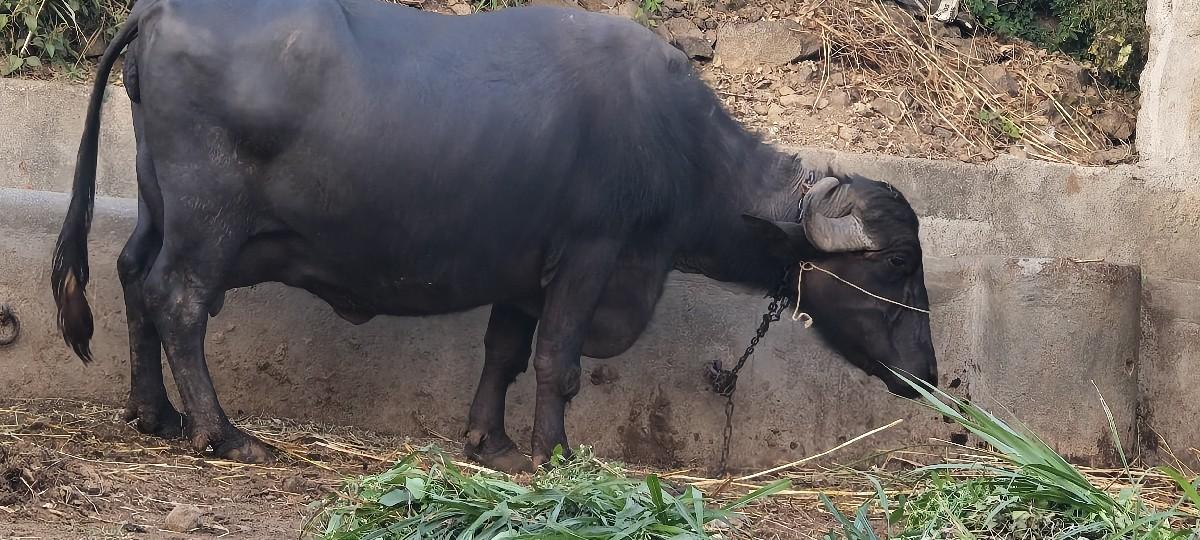 थंबनेल 2