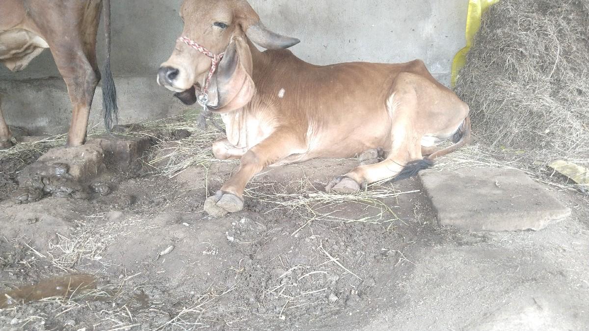 સાડા ચાર મહિના ગાભણ સે