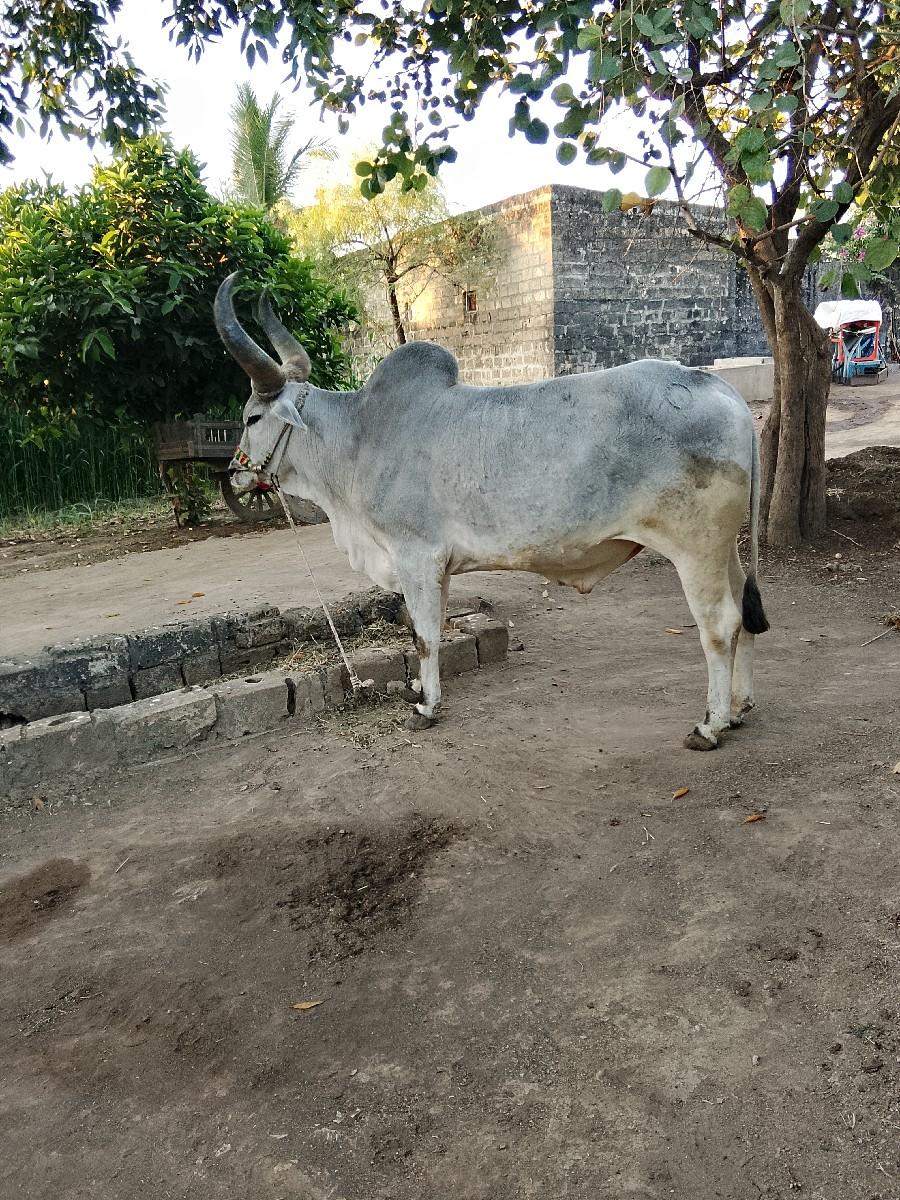 થંબનેલ 2