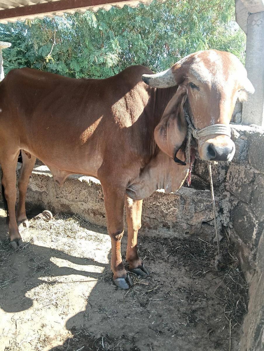 વેસવાની શે