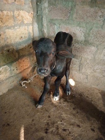 થંબનેલ 3