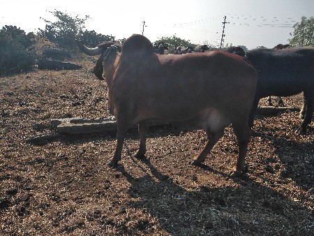 ગાય વેચવાની છે