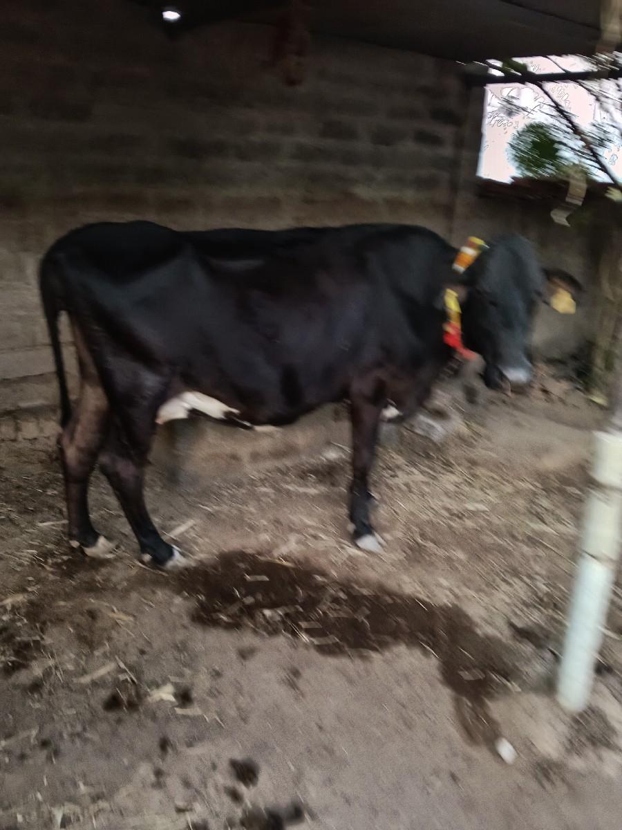 જર્સી ગાય વેચવા ની છે