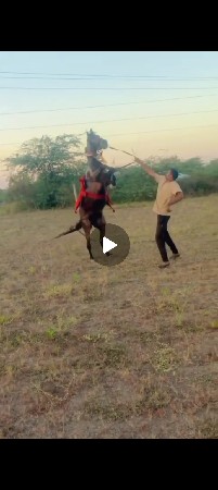 આ ધોડી વેસવાની સે સાટા કરવાના સે