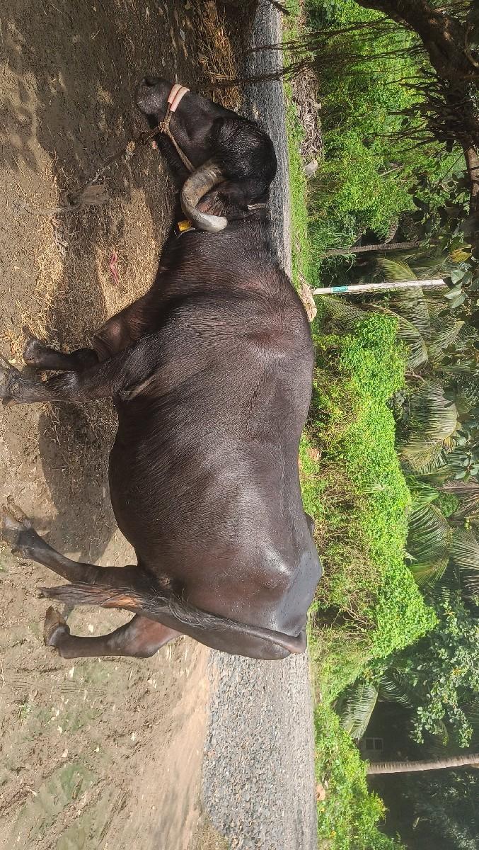 थंबनेल 2