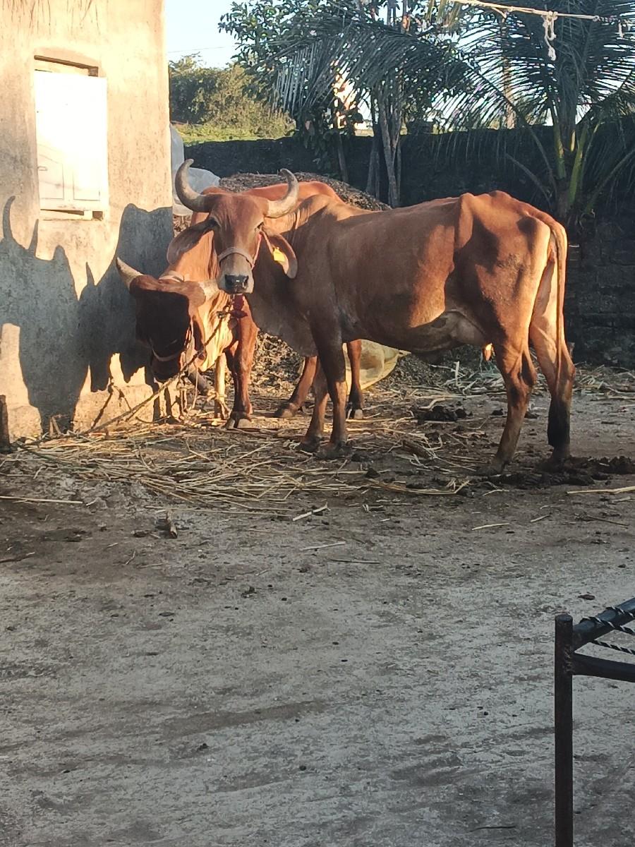 थंबनेल 2