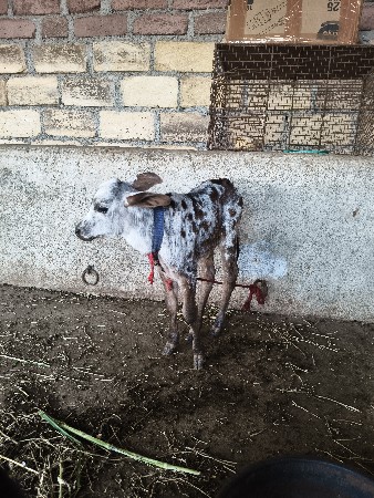 ક્રોસ હોડકી વેચવાની છે.