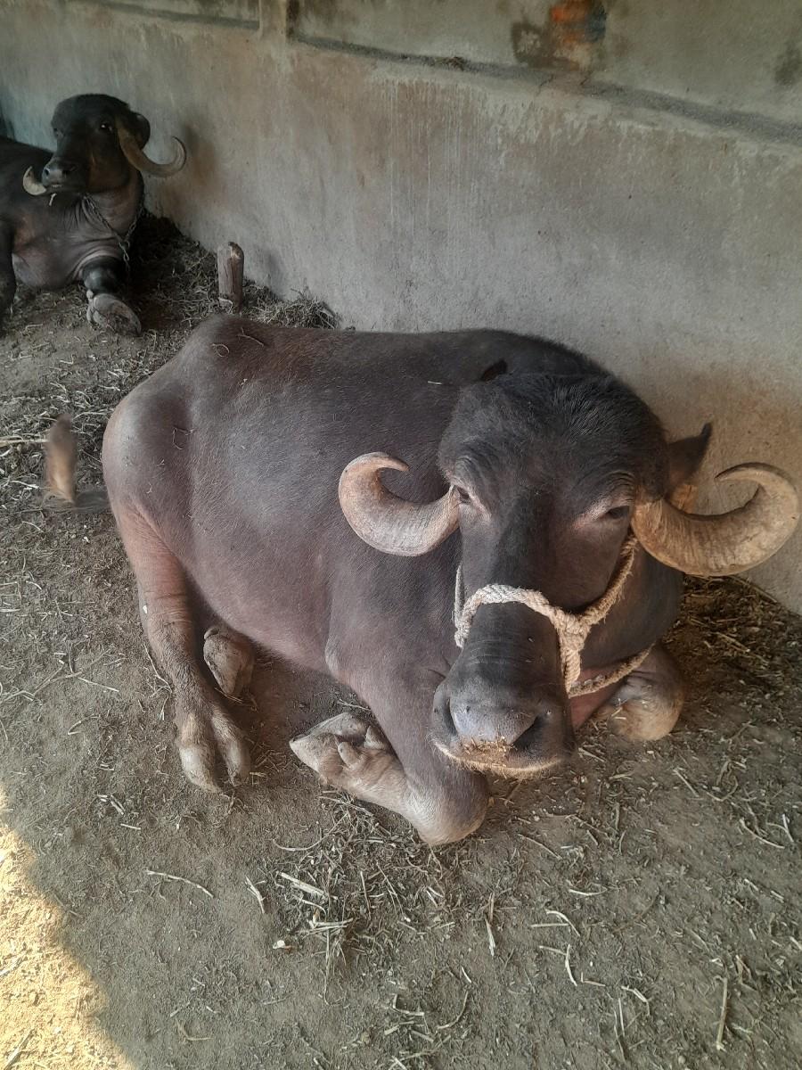 થંબનેલ 2