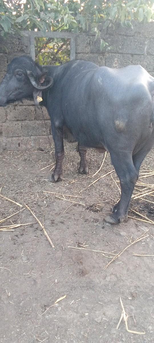 bhes. vesvanise.  2. mahinani