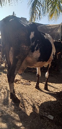 થંબનેલ 2