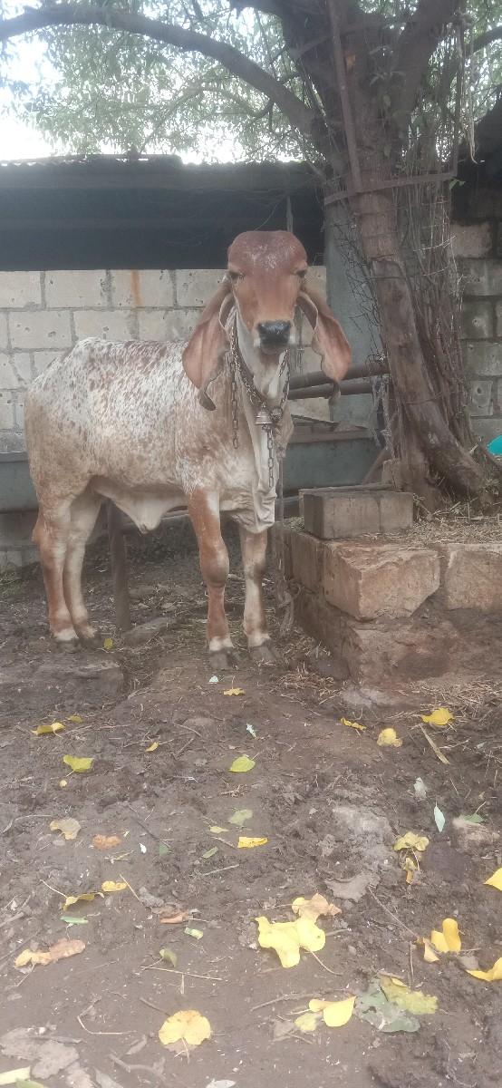 થંબનેલ 3