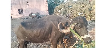 ભેંશ વેચાવા છે 3 વેતર વિયાણિ