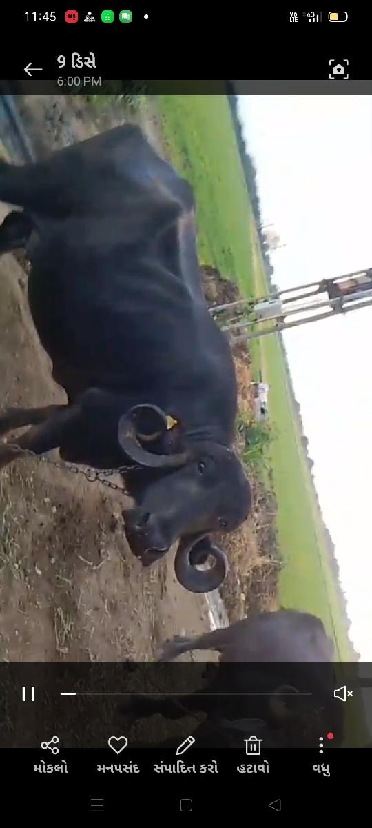 ભેંસ વેચવાની છે 7:30 લિટર દૂધ