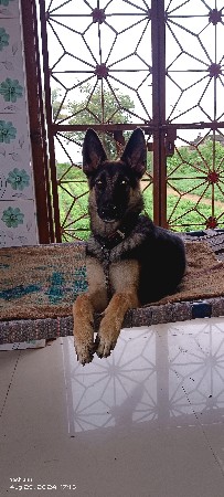 જર્મન શેફર્ડ ડોગ વેચવાનું છે